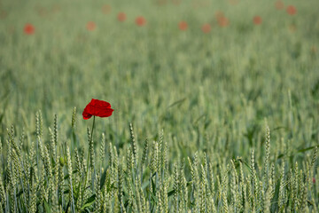 Ears of grain in the field