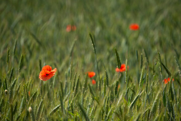 Ears of grain in the field