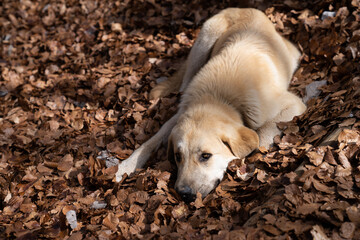 Perro tumbado sobre las hojas de otoño