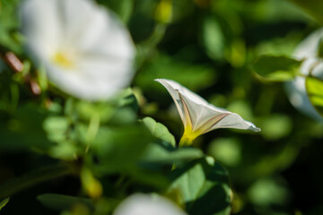 flores blancas y amarillas de jardín