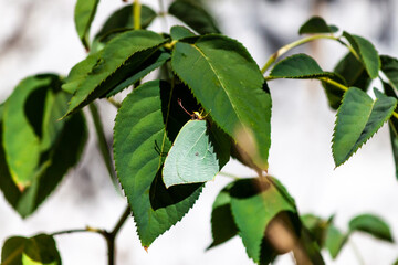 Green butterfly in its natural habitat, camouflaged on a rose leaf