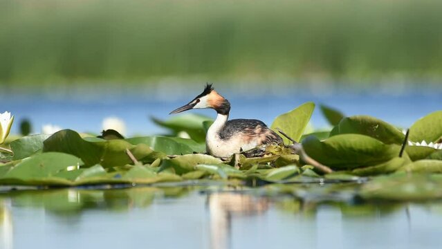 Crested grebe on the nest in white water lilies