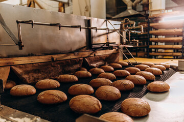 Automatic bakery production line with sweet cookies on conveyor belt equipment machinery in...