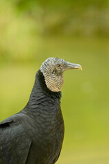 Black vulture right profile close up, over green vegetation background. Pauba beach, Brazil