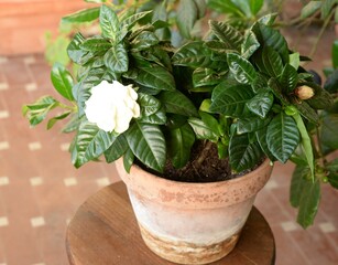 Fototapeta premium Pianta di gardenia fiorita