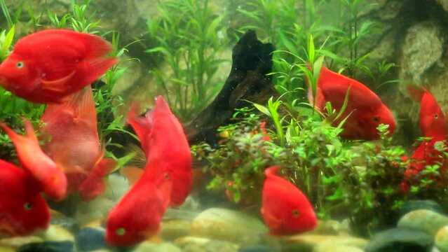 Close up view of red discus fish swimming in planted aquarium. Beautiful nature backgrounds. Parrot Cichlid,
Blood parrot cichlid.