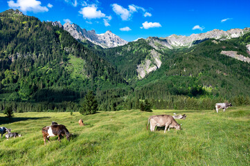Fototapeta na wymiar cows grazing in the mountains - alps, bavaria, hinterstein, germany