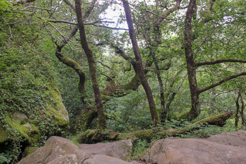 an old forest full of ancient trees