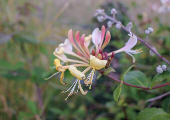 Obraz premium honeysuckle in the middle of nature