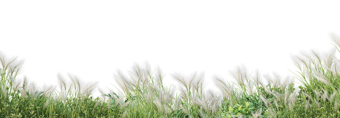 Fototapeta premium 3d render forest with white background
