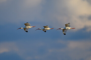 White Ibis in flight