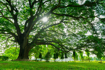 Fototapeta na wymiar Sunrays passing through tree leaves and falling on green grass in the foreground, morning at Kolkata, west bengal, India. Natural view from close to the ground.