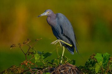 Little Blue Heron
