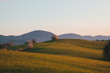 Fototapeta na wymiar Sunset on a green field of hills finished with a flowering fruit tree in the village of Kozlovice, Moravian-Silesian region, Czech republic