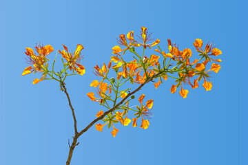 Rameau fleuri de flamboyant orange sur fond de ciel bleu 