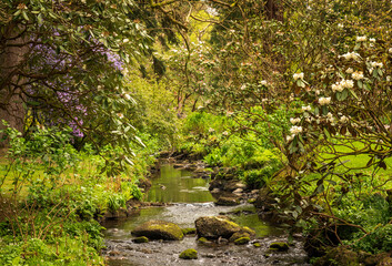 Gorgeous colors of the azeleas and rhododendron flowers and bushes along stream valley in delightful garden in the spring