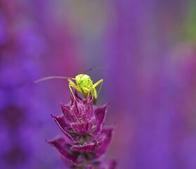 macro of a flower