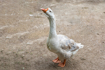 White domestic goose on the sand. A genus of waterfowl of the duck family, the order geese.