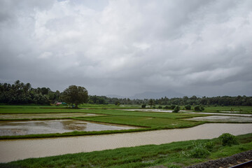 Indian paddy field