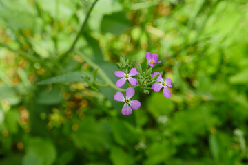 blooming radish plant,radish flower,vegetable flowers,