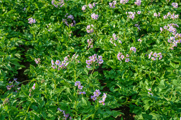 Organic potato fields, blooming potato flower.