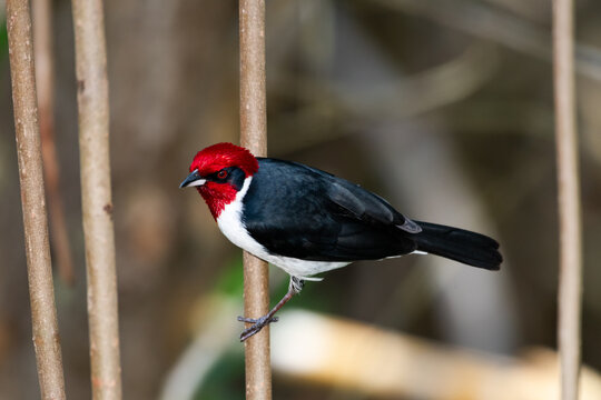 Masked Cardinal, Paroaria nigrogenis, perched on a branch in the mangrove forest of Trinidad and Tobago.