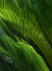 sago palm leaves closeup