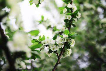 White flower on the tree. Apple and cherry blossoms. Spring flowering.