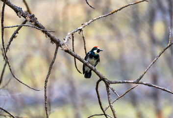 Small, Acorn Woodpecker, Pipilo maculatus, perching in dead branches hunting for bugs. Bird in wild