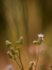 kwiaty fioletowe zielone smugi © Colorful Soul