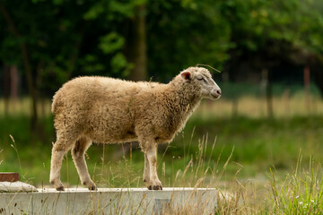 wełniana owca na betonie na tle zielonej trawy i drzew