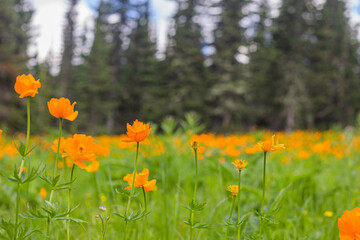 flowers in the forest