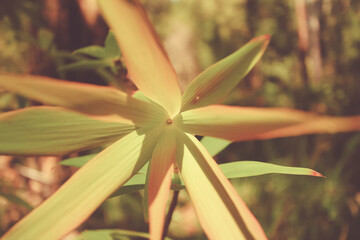 Obraz premium Wild plant under the sunlight in the dark forest