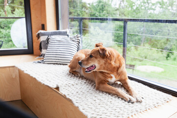 Happy red adopt dog lying on hand-made authentic wool carpet and pillows.