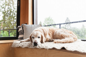 Sad bored golden retriever dog lying on hand-made authentic wool carpet