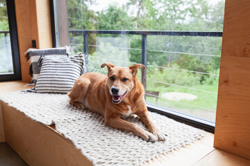 Happy red adopt dog lying on hand-made authentic wool carpet and pillows.