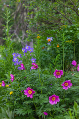 flowers in the forest