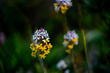 Bletilla striata Orchids