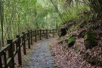 Obraz premium Lush bamboo forest in Fenqihu Trail, Fenchihu Old Town, Taiwan