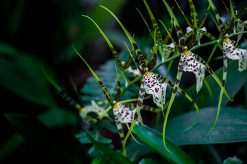Brassia maculata Orchids
