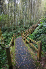 Lush bamboo forest in Fenqihu Trail, Fenchihu Old Town, Taiwan