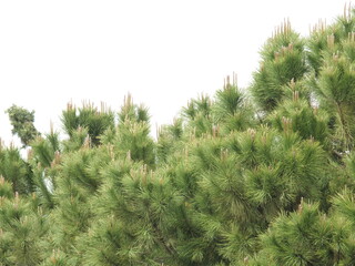 pine tree branches