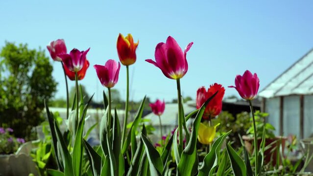 Beautiful tulips on a garden bed 