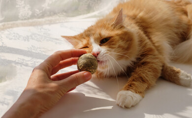 Catnip herbal ball for cats in a human hand and ginger cat close-up, with sunlight