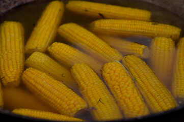 Boiled corn in a large pot is boiled in water during a street food festival.