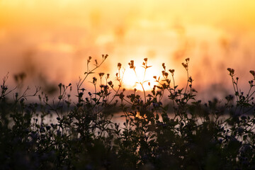 Fototapeta premium Nice sunset with silhouette of grass flowers 