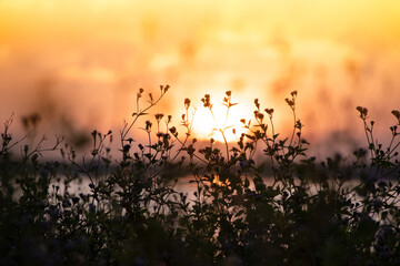 Nice sunset with silhouette of grass flowers 
