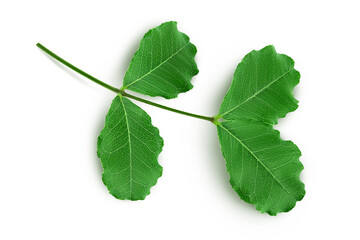 Fresh carob leaves isolated on white background. Top view. Flat lay