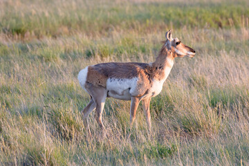 Pronghorn antelope on prairie grassland