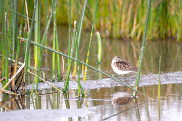 Sandpiper sleeping in wetland